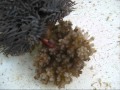 Guard crabs defend coral home from crown of thorns starfish.wmv