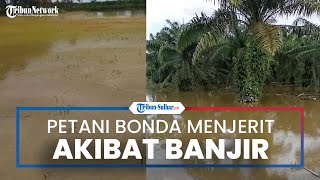 Petani Bonda Mamuju Menjerit usai BBM Naik, Kini Alami Gagal Panen karena Sawah Terendam Banjir