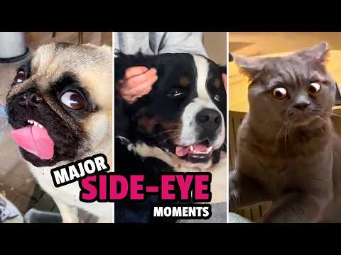 Les animaux les plus drôles de 2025 ! |Le meilleur de l'année