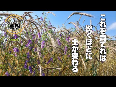 秋に蒔く緑肥は何ですか？当店TOP3をお届けします！  庭園