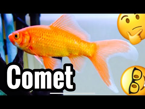 , title : 'Comet Goldfish Tank Care & Growth - Common?'