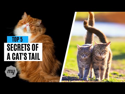 5 SECRETS YOUR CAT'S TAIL IS TRYING TO TELL YOU