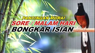 Download lagu 🔴 LIVE 58 - PANCINGAN MURAI BATU PAGI HARI FULL ISIAN TEMBAKAN, MELATIH MURAI EMOSI BONGKAR ISIAN mp3