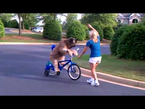 Dog Rides Bike Super cool!