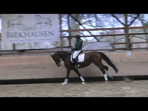 BM Sportpferde Ampere Stute geb 2013November 2018