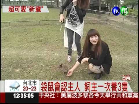 "沼林袋鼠"會認人 1隻至少10萬!