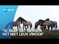 Gezonde Konikpaarden dreigen geslacht te worden
