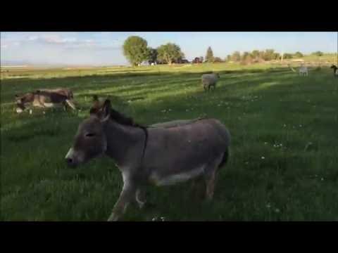 Donkey spring fling