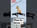 Pluto Join Circus 423