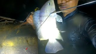 Download lagu ikan Nila kalo malam hari sangat jinak ...edisi nyelam nembak ikan , ketemu nila babon mp3