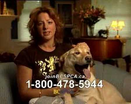 image-What song is on the Humane Society commercial?