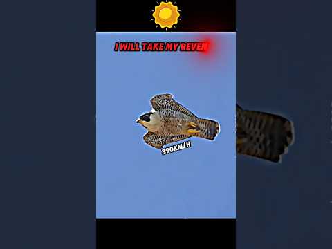 Peregrine Falcon vs Owl😤🤔 #shorts #trending #animals #birds #owl #falcon #speed