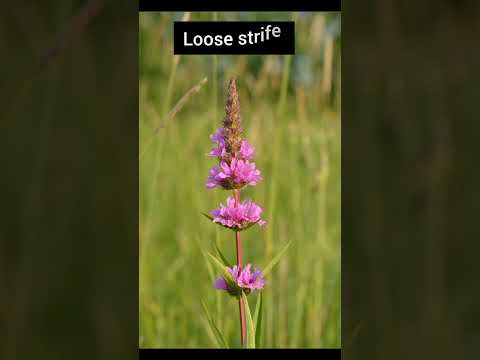 flower names full of 50 flower names thankyou so much for supporting #english #flowers #english