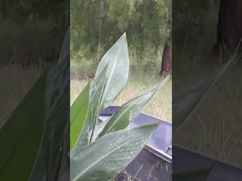 Intensa lluvia...Ruinas del Cuñapirú, Rivera, Uruguay. #turismo #pesca #romance#historia