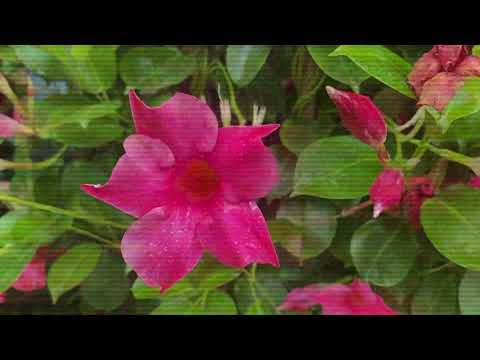 ST004 - Tal Fussman - The Fine Line In Between (Continuous LP Mix)