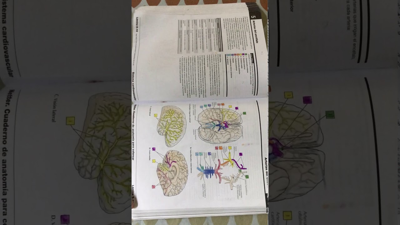 NETTER Cuaderno de Anatomía para colorear