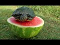 Turtles Love Watermelon