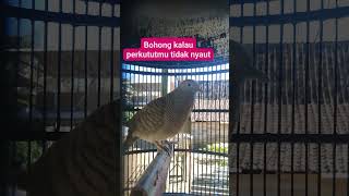 Download lagu Masteran burung perkutut lokal - mbpl1638 mp3