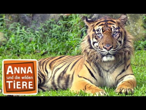 Im Revier der Tiger | Reportage für Kinder | Anna und die wilden Tiere