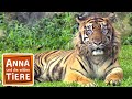 Im Revier Der Tiger Reportage Für Kinder Anna Und Die Wilden Tiere