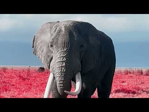 video frame placeholder