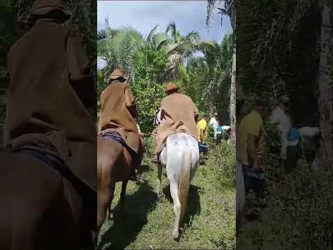 vaqueiros Chiquinho constância e Deomar de lagoa Alegre Piauí