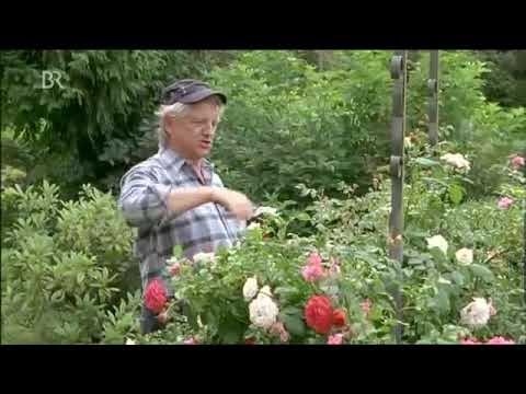 🤣Günter Grünwald - Rosen schneiden hilft gegen alles🤣