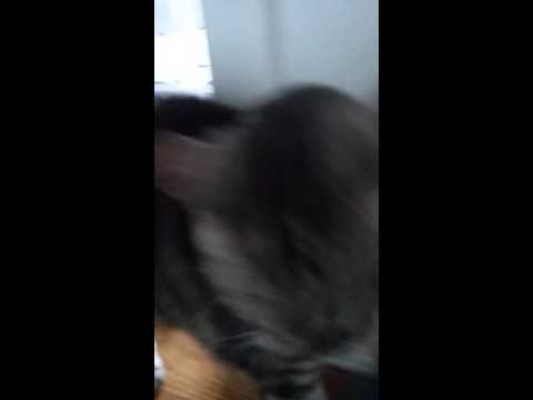 Mr Darcy Cats making their presence known nyc