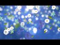 Rain Of Flowers Background Stock Motion Graphics
