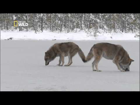 Les Loups de Sibérie