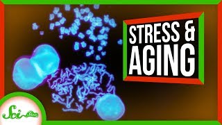 We're One Step Closer to Understanding Aging