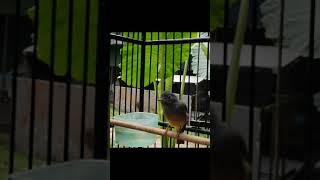 Download lagu Burung sikatan kepala abu-abu mp3