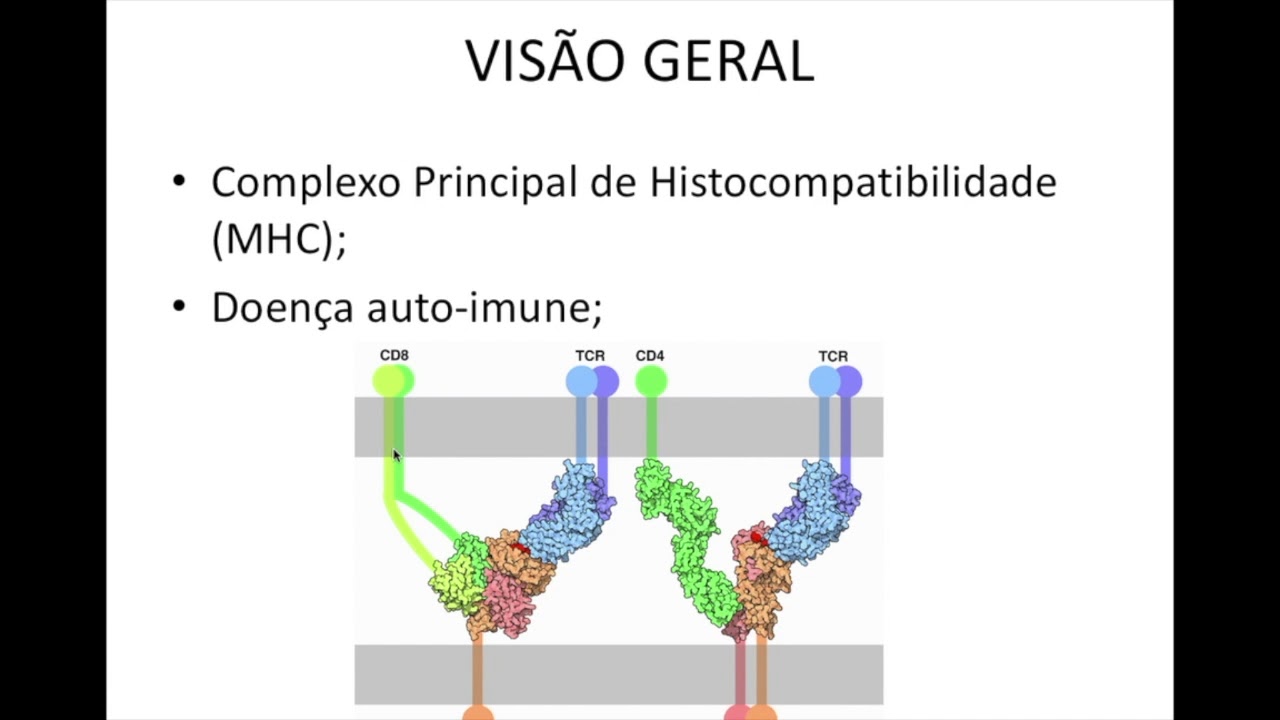 Histologia do Sistema Imunitário