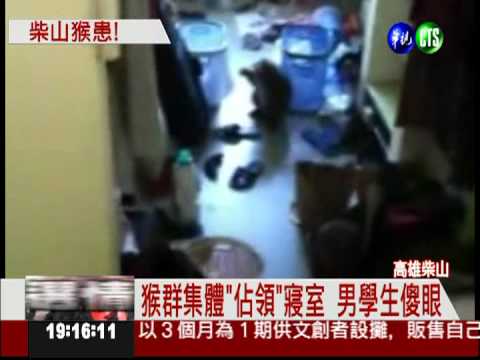 佔床鋪.偷食物 潑猴闖男宿作亂
