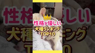 優しい性格が多い犬種ランキング🩵愛犬を見つけられたかな？🔍✨