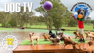 Dog Daycare TV: Entertainment for Dogs 🐶 Videos For Dogs to Watch to Prevent Boredom & Anti Anxiety
