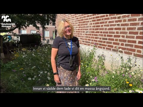 Anlägg en äng och hjälp pollinatörerna