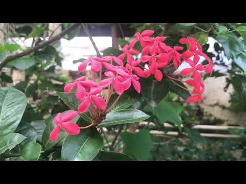 Flowers of Annalyn Subdivision