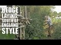 Hedge Laying: South of England Style