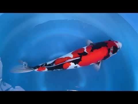 202011 SP-245C Shinoda Sansai D Showa 50cm