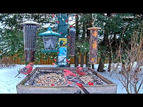 Male Pine Grosbeaks Party On The Platform Feeder In Ontario – Nov. 22, 2021
