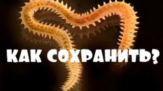 Морские черви для рыбалки как сохранить