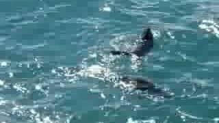 preview picture of video 'Focas se divertindo (Seals playing) Port Kembla - Australia'