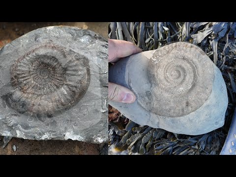 Before-After fossil preparation double header