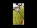 Animal Funny Video WhatsApp Status Cartoon What S App Status Commedy Status ️ Shorts