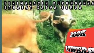 Download lagu sapi kawin sapi jantan (B) vs anak sapi (K) sampai tersimpuh sakit mp3