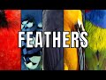 5 INTERESTING FEATHER FACTS