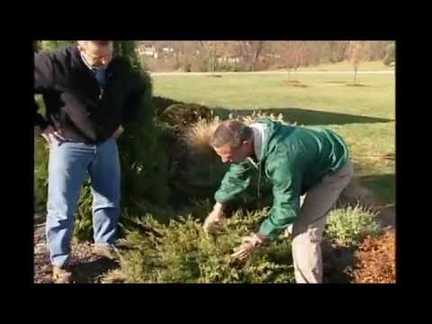 How & When to Prune Evergreens Plants