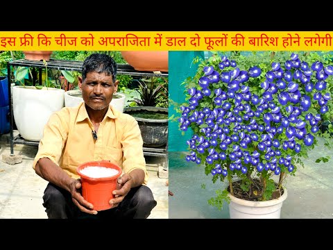 किचन में रखी इस चीज को तुरंत डाल दो अपराजिता में इतने फुल आएंगे गिनती भूल जाओगे