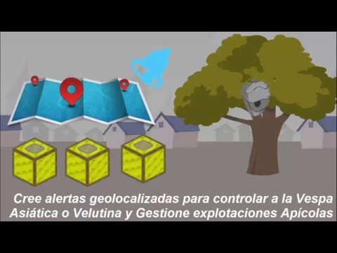 Vespa Velutina Video